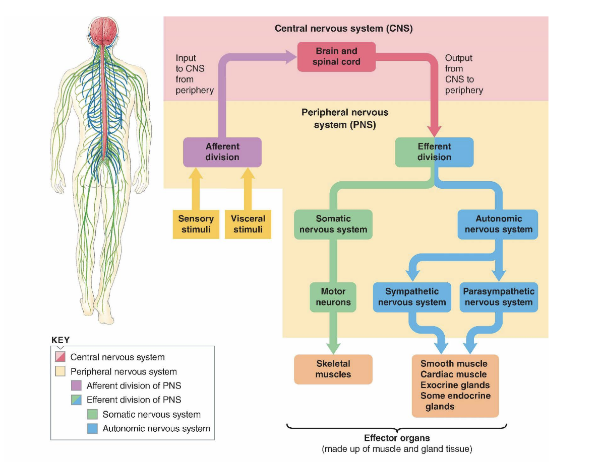 <p>• Central Nervous System (CNS) – brain and</p><p>spinal cord</p><p>• Peripheral Nervous System (PNS) – nerve</p><p>fibres that carry information between the CNS</p><p>and other parts of the body</p>
