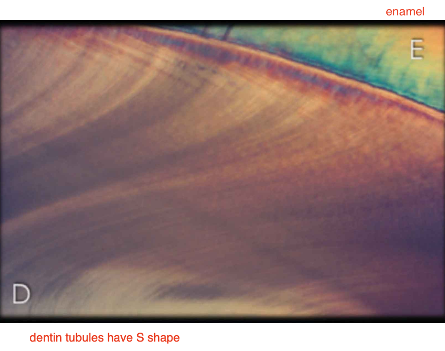 <p>Dentin composition:</p>