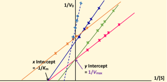 <ul><li><p>double-reciprocal graph</p></li><li><p>X= reciprocal (-1/Km) of substrate conc</p></li><li><p>Y= reciprocal (1/Vmax) of velocity</p></li></ul><p></p>