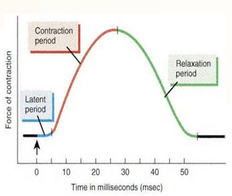 <ol><li><p>latent period</p></li><li><p>contraction period</p></li><li><p>relaxation period</p></li></ol><p></p>