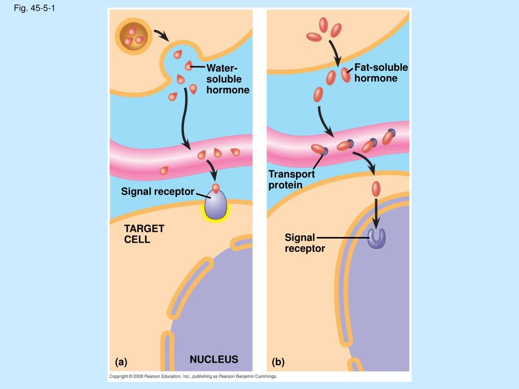 <p><strong>carrier proteins</strong></p>