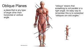 section across the body < or > 90 degrees to the superior/inferior axis