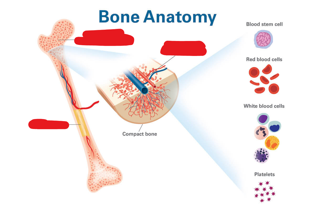 <p><span style="background-color: transparent;"><span>The soft, sponge like tissue in the center of most bones containing stem cells of red or white blood cells or platelets.</span></span></p>
