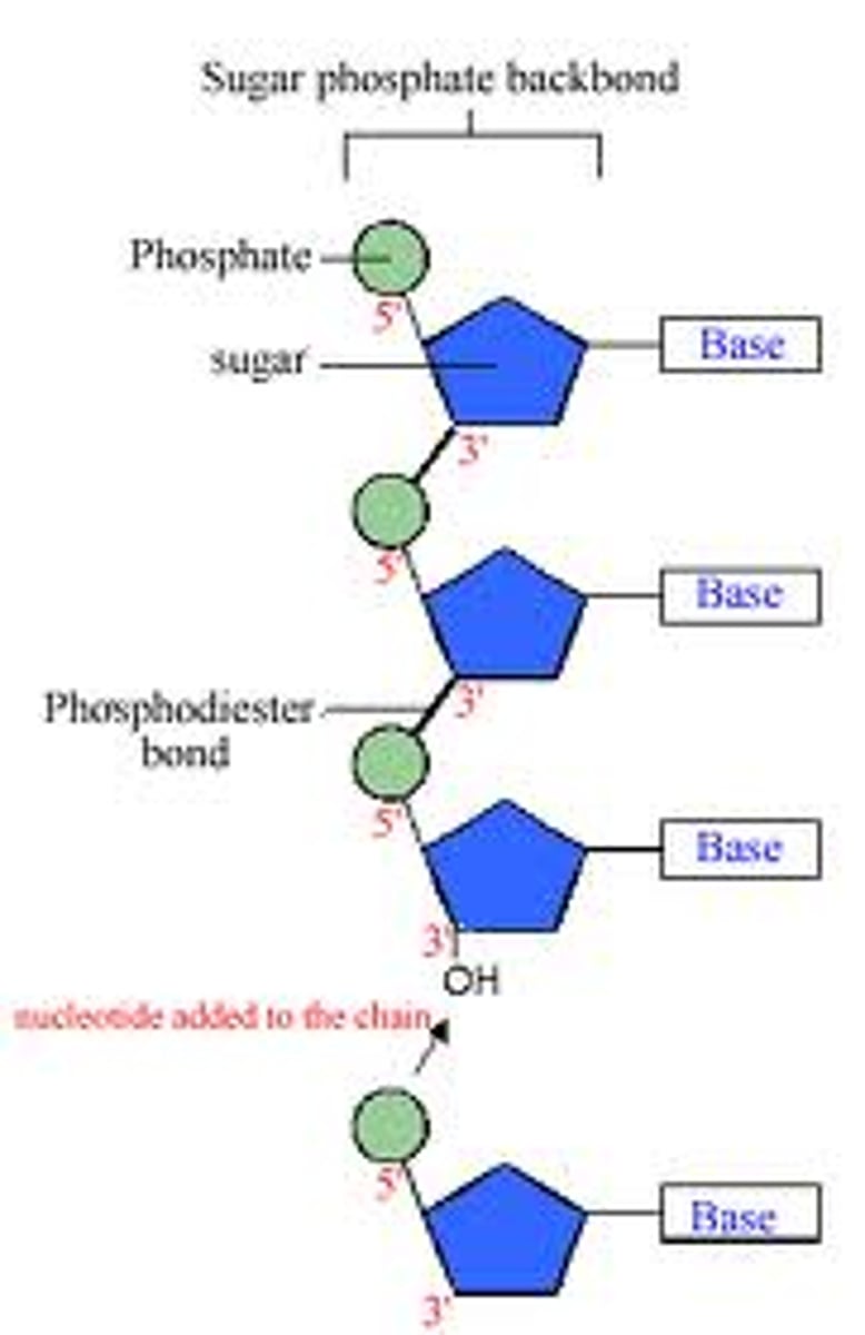<p>Nucleotides are linked together by covalent bonds between the phosphate of one nucleotide and the sugar of another.</p>