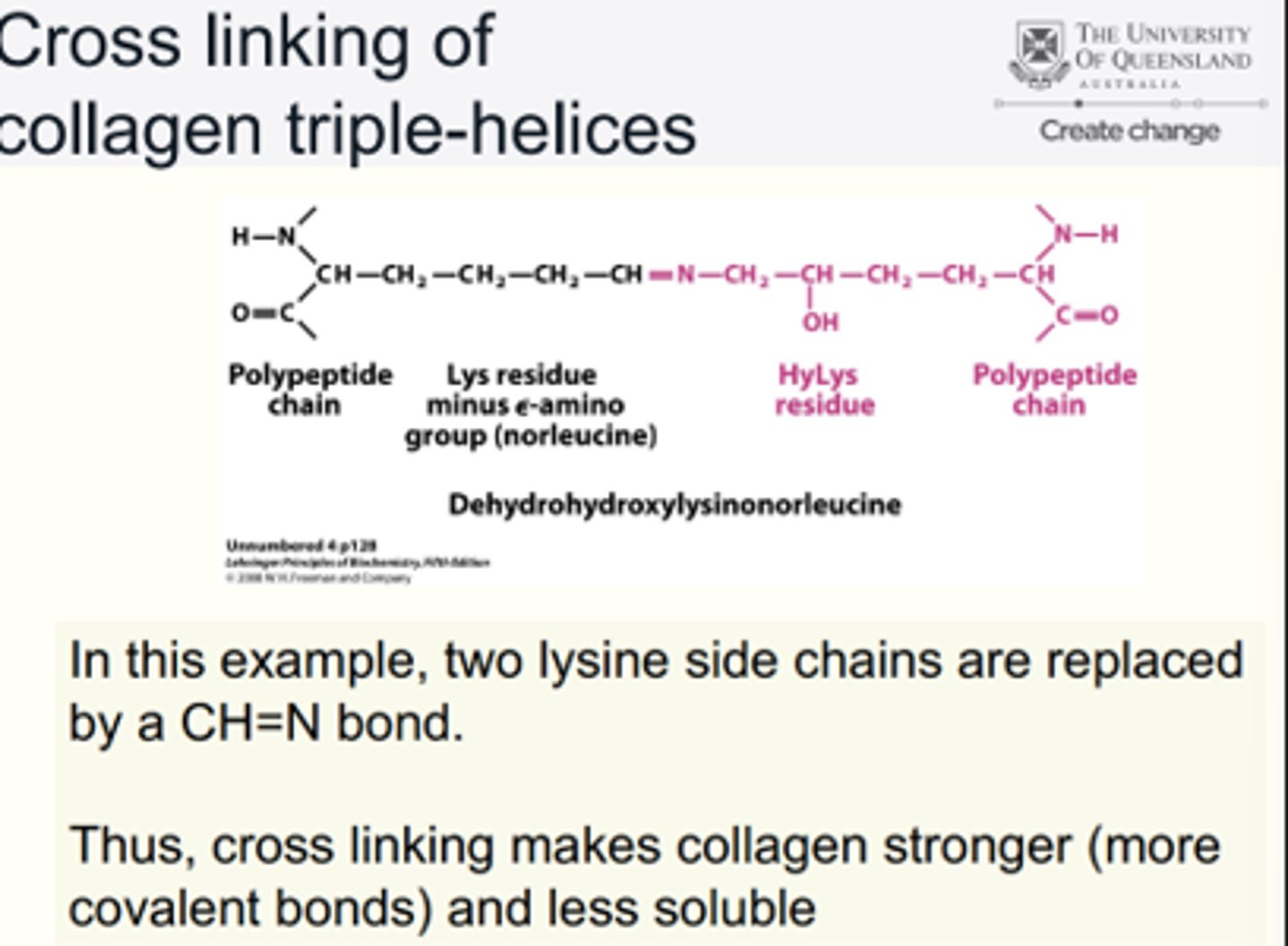 <p>E.g. Two lysine side chains replaced by CH=N bond.</p><p>• Cross linking makes collagen stronger (more covalent bonds) and less soluble</p>