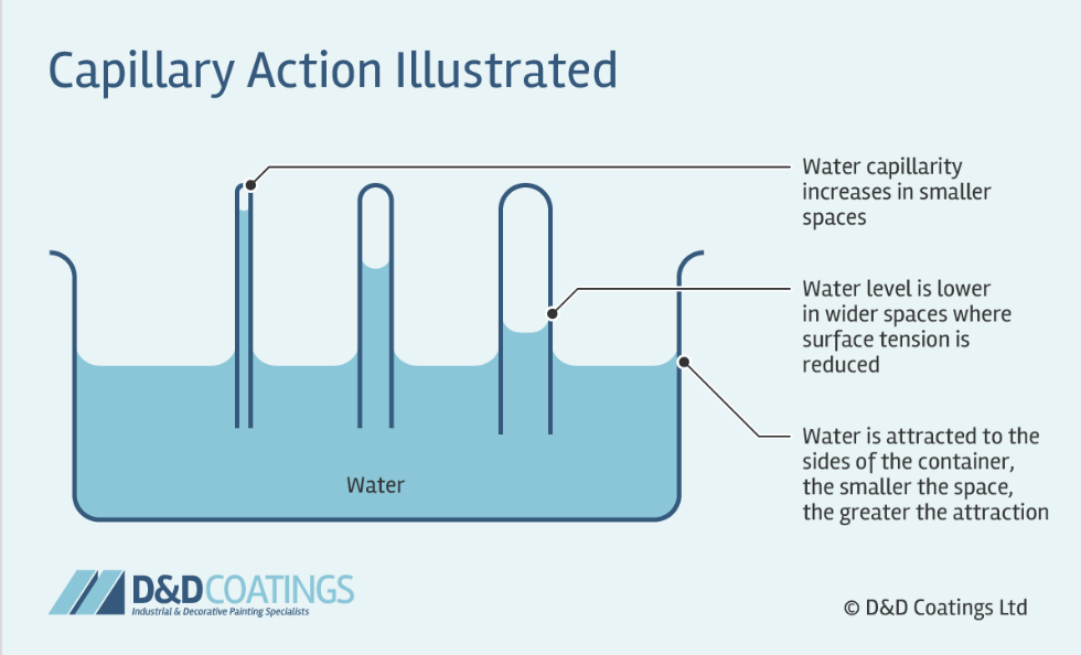<p>act of water moving through a narrow tube against the force of gravity</p><p>Results from</p><ol><li><p>cohesion (surface tension)</p></li><li><p>adhesion</p></li></ol><p>Increased by</p><ol><li><p>Narrowing tube’s diameter</p></li><li><p>Increasing the hydrophilicity of the tube</p></li></ol>