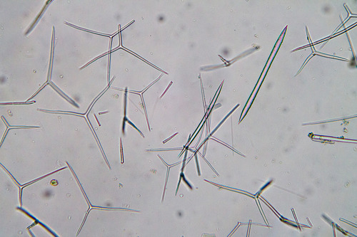 sponge spicules