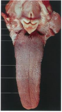 <p>which structure forms the bottom of cavum oris? What are the muscles involved?</p>