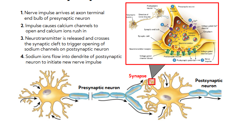 <p><span style="background-color: transparent;"><span>Steps&nbsp;</span></span></p><ol><li><p><span style="background-color: transparent;"><span>Nerve impulse arrives at axon terminal end bulb of presynaptic neuron&nbsp;</span></span></p></li><li><p><span style="background-color: transparent;"><span>Impulse causes calcium channels to open and calcium ions rush in&nbsp;</span></span></p></li><li><p><span style="background-color: transparent;"><span>This changes polarization which causes neurotransmitter to release and crosses the synaptic cleft to trigger opening of sodium channels on postsynaptic neuron&nbsp;</span></span></p></li><li><p><span style="background-color: transparent;"><span>This initiates a new nerve impulse; sodium flows into dendrite of postsynaptic neuron to initiate new nerve impulse&nbsp;</span></span></p></li></ol><p></p>