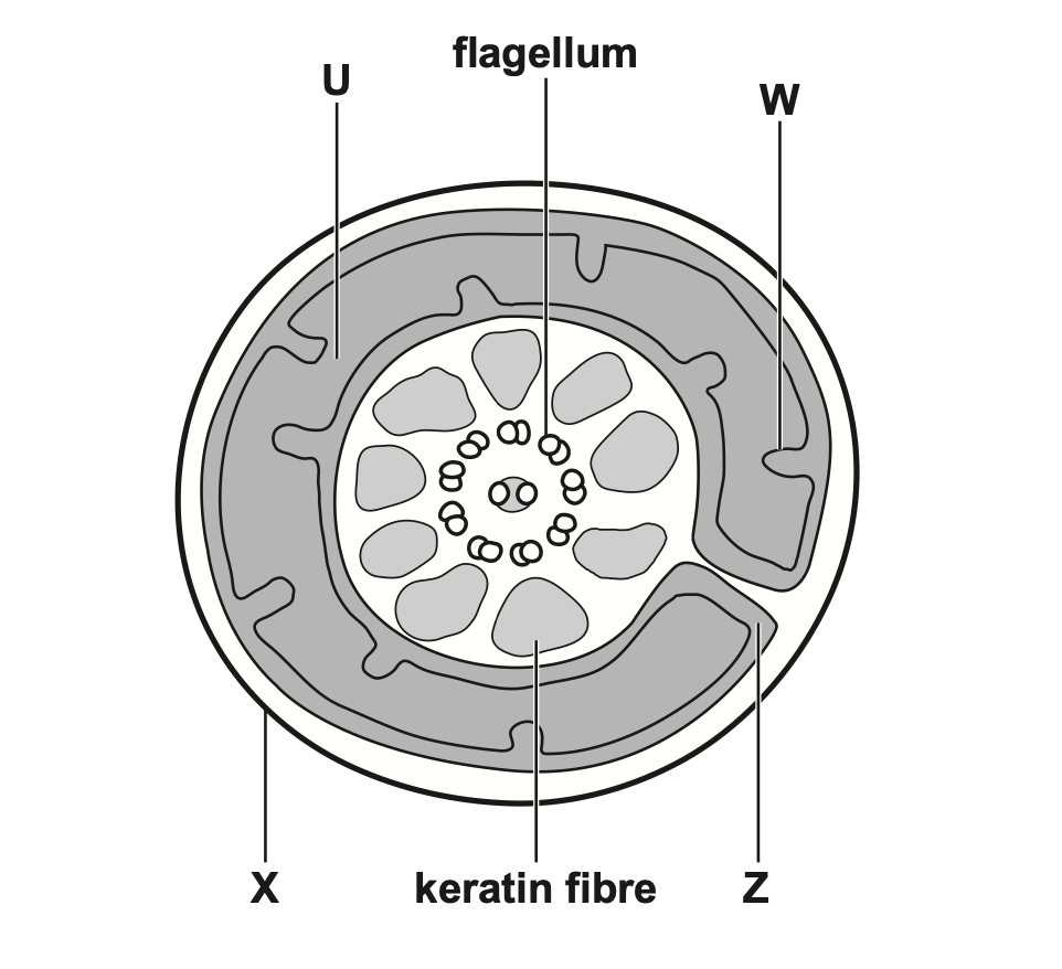 <p>label U, W, and Z</p>