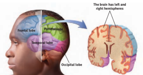 <p>frontal lobes</p>