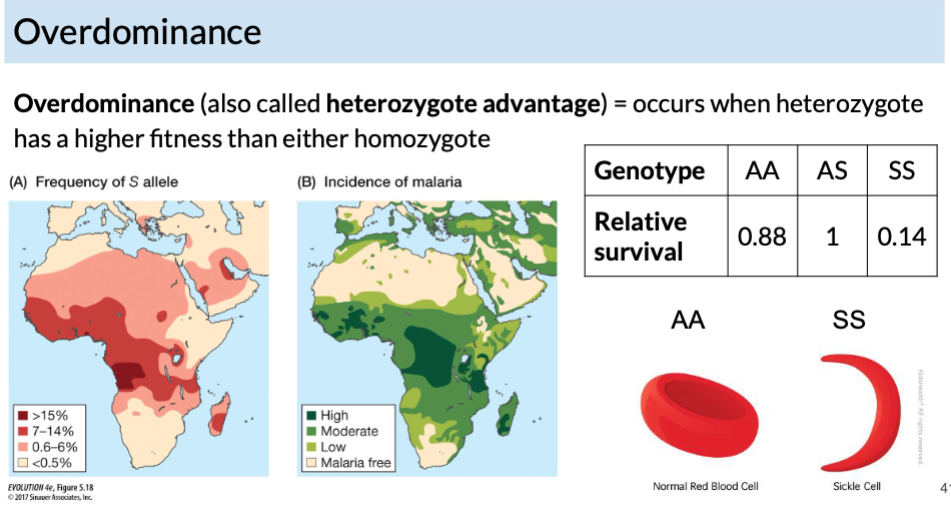 <p>occurs when heterozygote has a higher fitness than either homozygote</p>