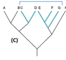 <p>an unnatural group that does not include most recent common ancestor</p><ul><li><p>not a clade: does not follow the one snip test</p></li><li><p>homoplasy: arose independently</p></li><li><p>poly” multiple</p></li></ul><p>ex: dolphins and Ichthsyosaurs </p><p></p>