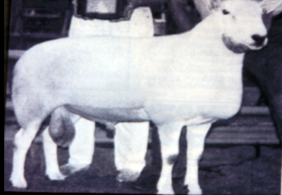 <p>white head, ears and legs with no wool on head and legs; black hooves and nostrils. Originated in the US by crossing Cheviot rams with Columbia ewes</p>