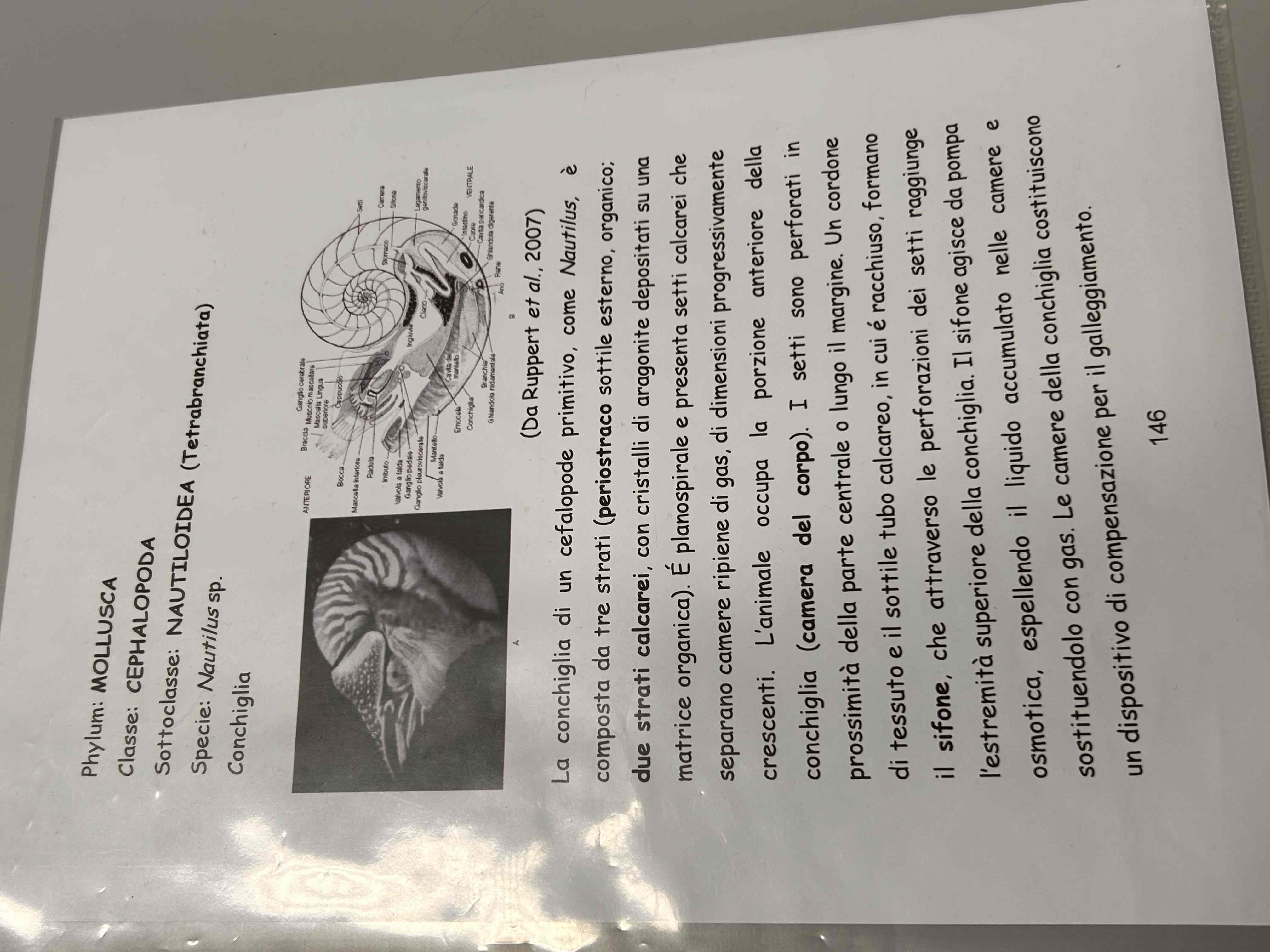<p>Cefalopodi</p><p>Nautilus sp</p>