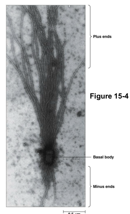 <p>Quick = Plus end</p><ul><li><p>visualize with Basal body</p></li></ul><p></p>