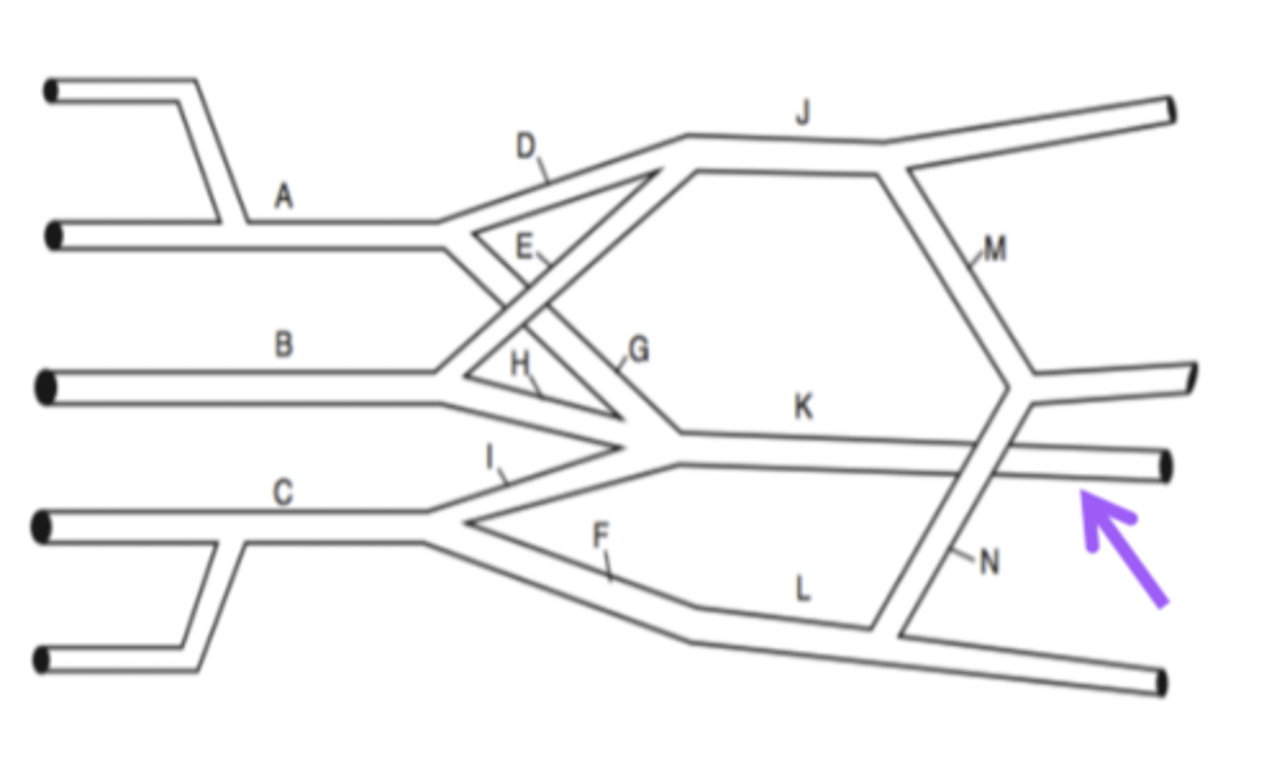 <p>posterior cord</p><p>axillary nerve is given off</p>