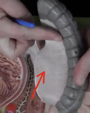 <p>connective tissue: holds everything in place</p>