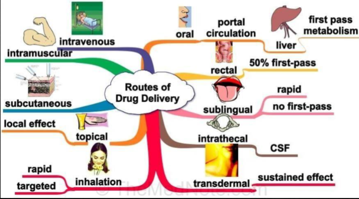 <p>Routes of drug delivery.</p>