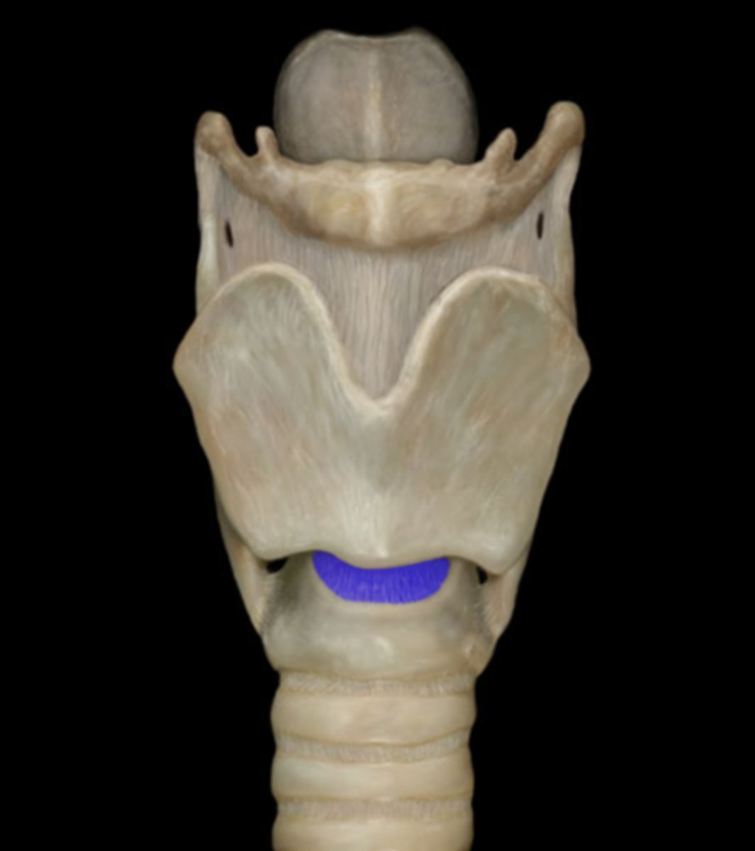 <p>A ligament that connects the thyroid and cricoid cartilages in the larynx.</p>