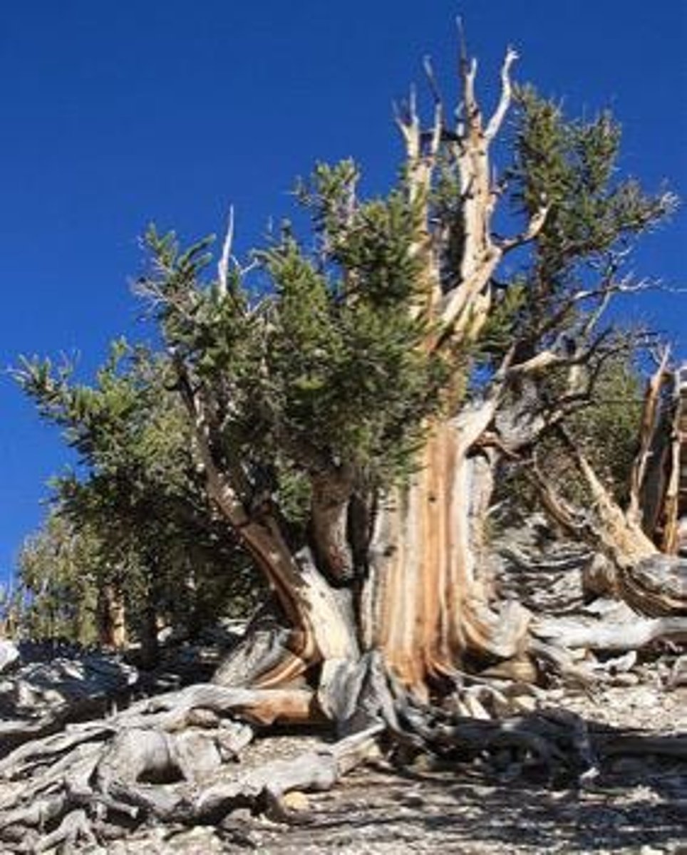 <p>A species known for its long life span.</p>