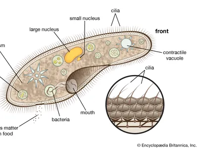 <p><strong>Cilia</strong></p>