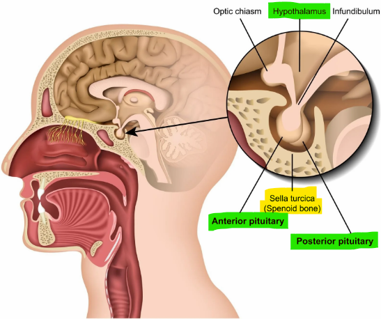 <p>Sphenoid bone </p>