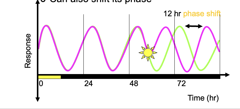 <ul><li><p>normal zeitgeberis daybreak which resets the clock daily</p></li><li><p>can also shift its phase</p></li></ul><p></p>