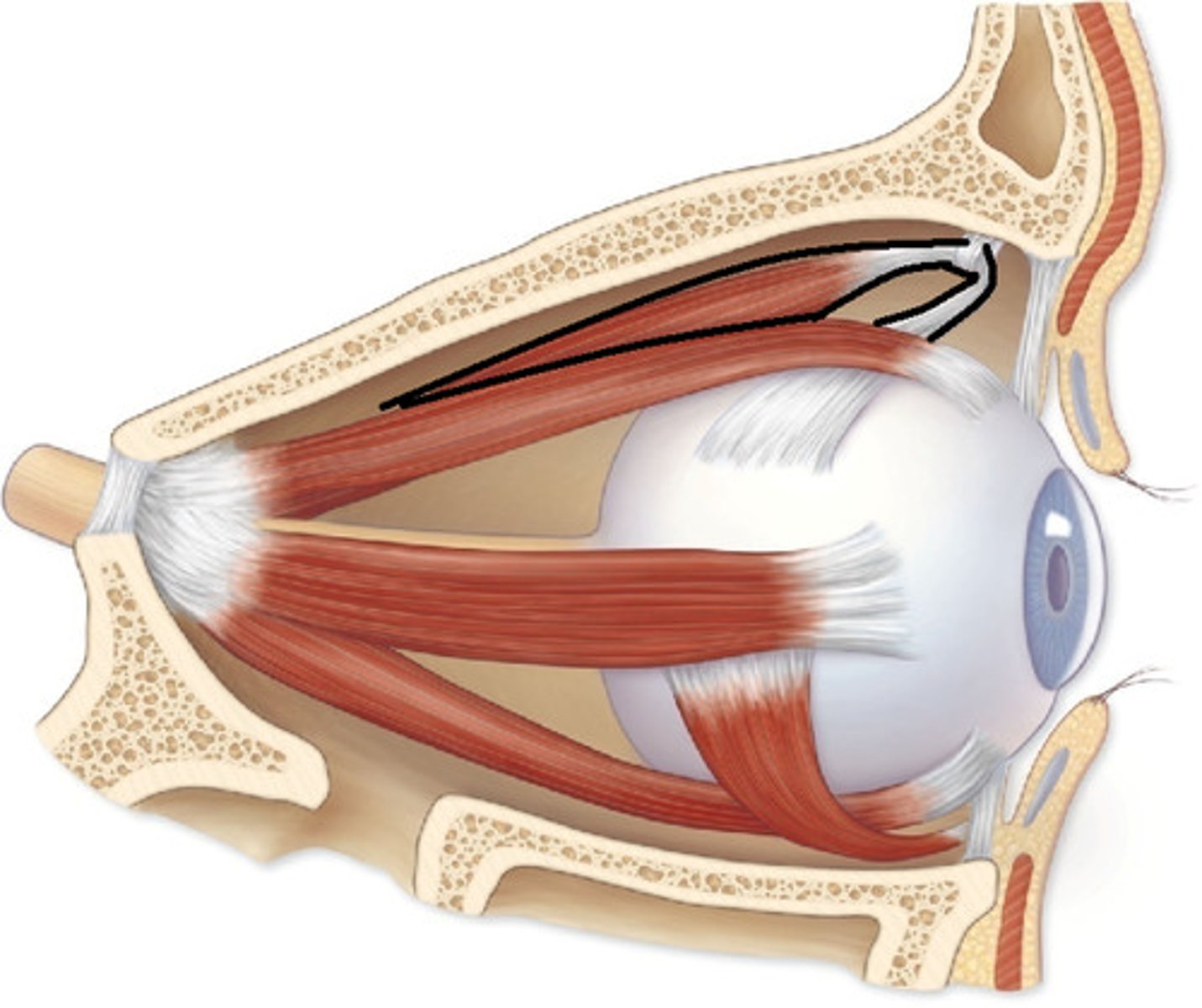 <p>muscle that wraps around eye diagonally on top; latched on to blue trochlea</p>