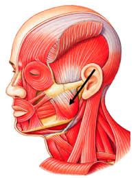 <p>jaw/chin</p>