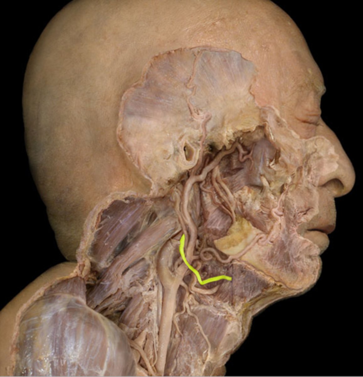 <p>Name the Nerve</p>