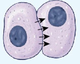 <p>A type of intercellular communication mechanism that occurs between two cells of the same type in physical contact, using gap junctions (protein channel) to exchange ions and molecules.</p>