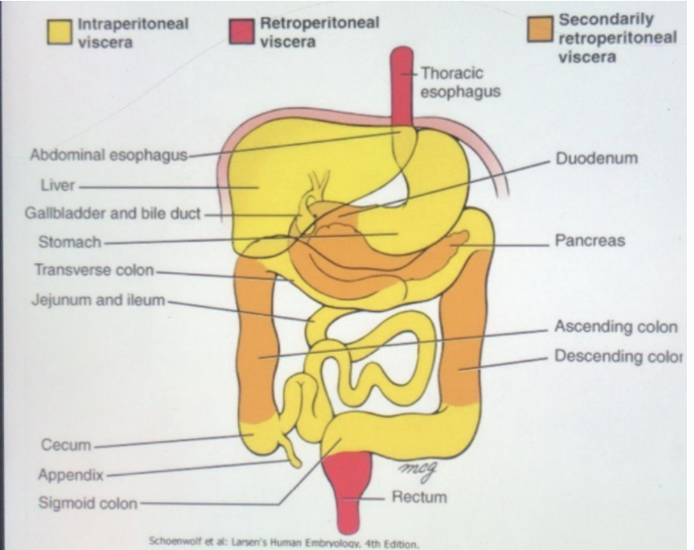 <p>Relation between peritoneum &amp; viscera </p>
