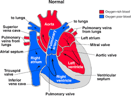 <p>blood comes into the right atrium from the body, moves into the right ventricle and is pushed into the pulmonary arteries in the lungs. After picking up oxygen, the blood travels back to the heart through the pulmonary veins into the left atrium, to the left ventricle and out to the body's tissues through the aorta. Enters the heart from the lungs and goes out to the body</p>