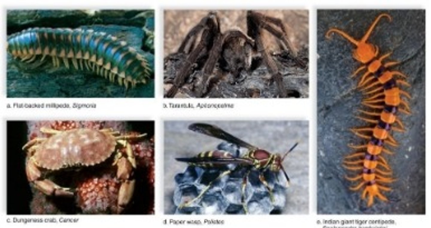 <p>3 basic characteristics:</p><p>- exoskeleton</p><p>- segmented body</p><p>- jointed appendages (legs, antennae and mouthparts with joints that allow complex, flexible movement)</p>