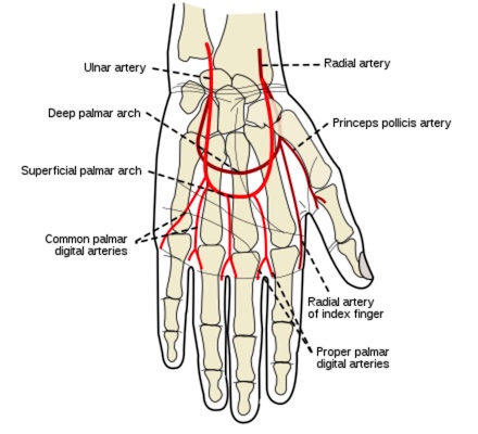 <p>The *Radial artery* — visible on Anatomage as a red vessel crossing the wrist.</p>
