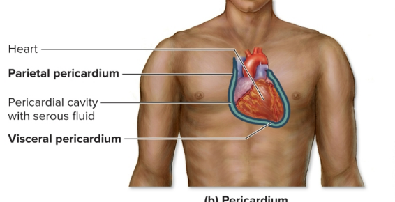 <p>parietal pericardium, pericardial cavity, visceral pericardium</p>