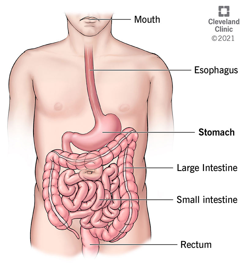 <p>stomach</p>