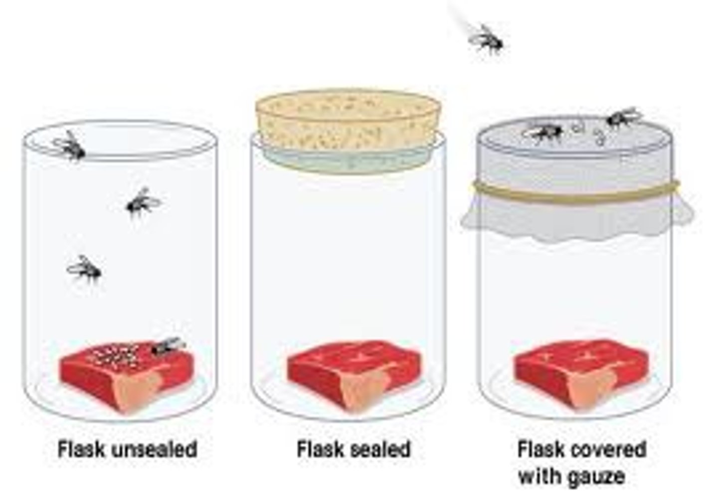 <p>Tested the theory of spontaneous generation - placed pieces of meat in two jars—one sealed and one open to the air. Maggots found only in the control jars that were open to air because that was the only place where adult flies could reach the meat to lay eggs.</p>
