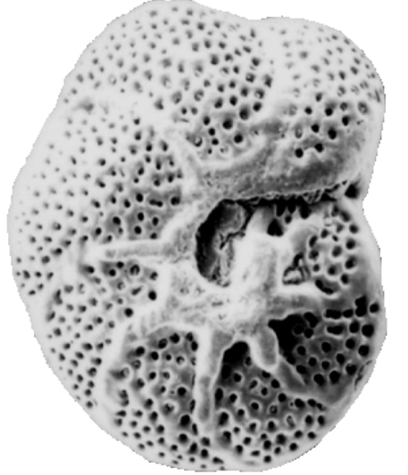 <p>Domain: Eukaryota</p><p>Kingdom: Rhizaria </p><p>Phylum: ___</p>