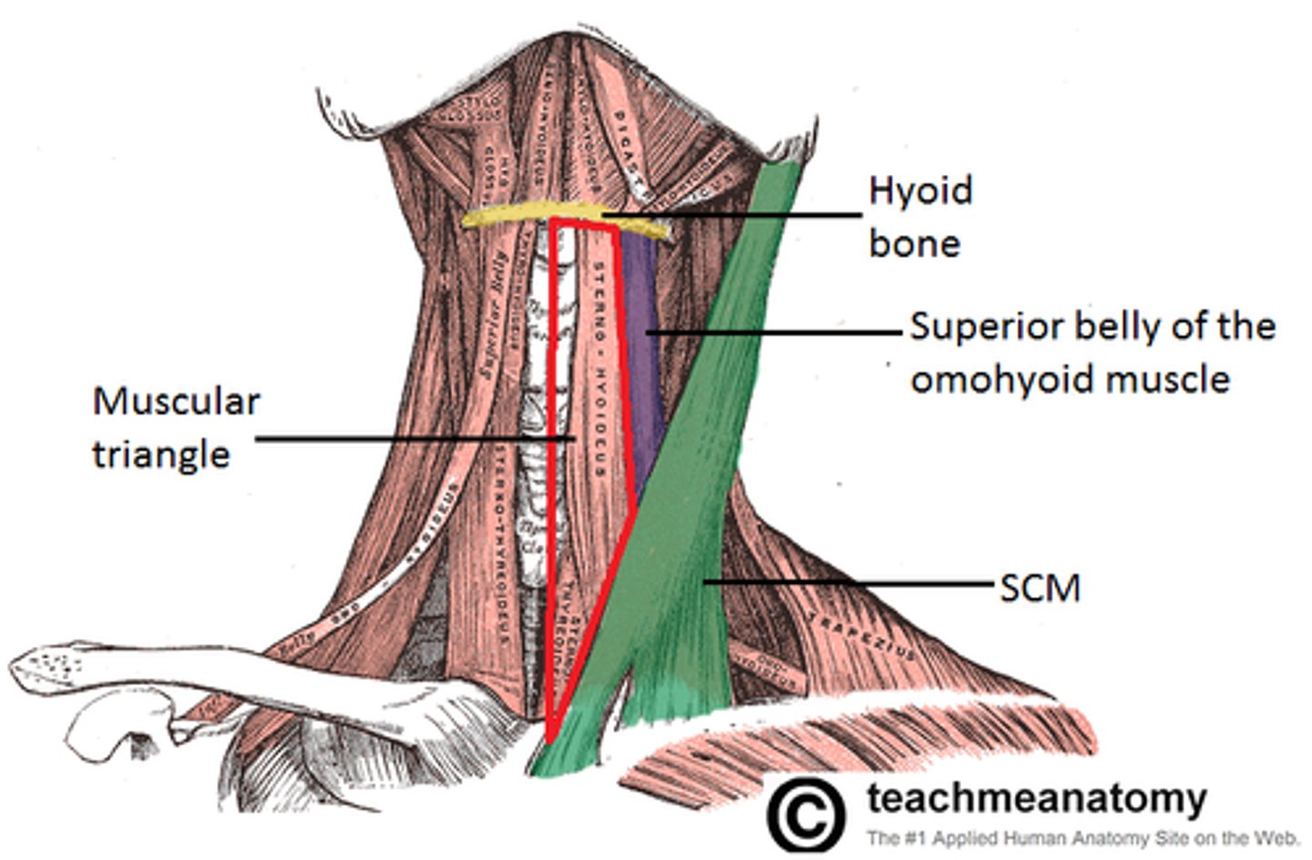 <p>larynx</p><p>thyroid gland</p><p>parathyroid gland</p>