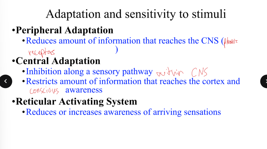 <p>What is the role of the reticular activating system in terms of adaptation and sensitivity to stimuli?</p>