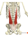 <p><span>M. Iliocostalis pars lumbalis (deel van m. erector spinae)</span></p>