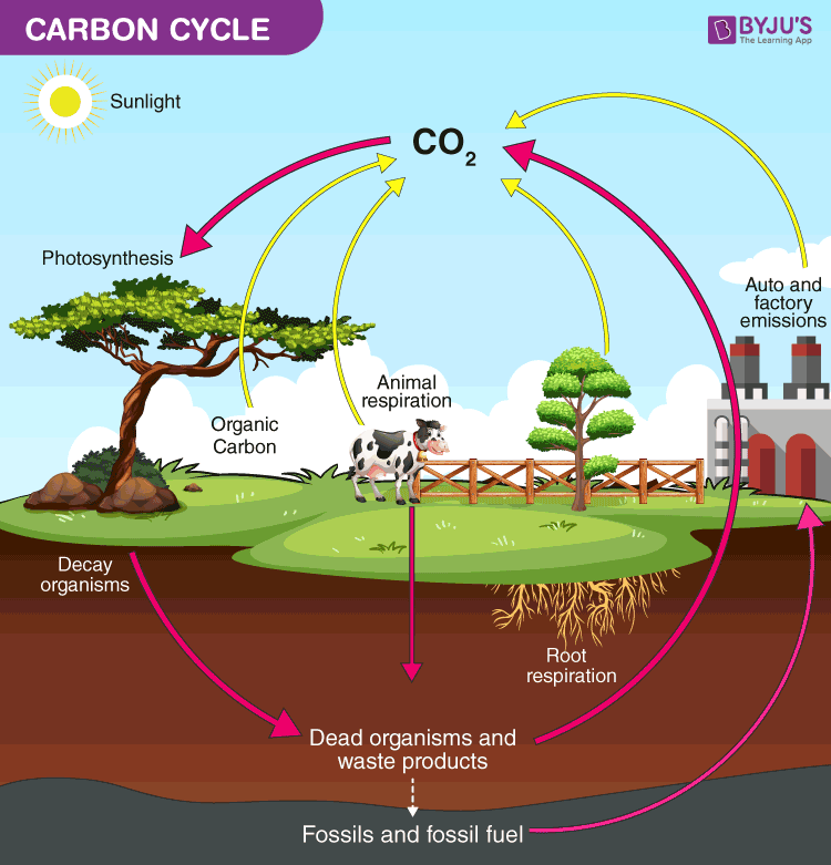 <ol><li><p>Carbon in atmosphere is absorbed by plants for photosynthesis (<strong>carbon sequestration)</strong></p></li><li><p>Plants eaten by animals and carbon is bioaccumulated into their bodies </p></li><li><p>Plants + animals die and decompose, releasing carbon into the atmosphere</p></li><li><p>Some carbon becomes fossil fuels </p></li><li><p>Burning fossil fuels adds more oxygen into the atmosphere </p></li></ol><p></p>