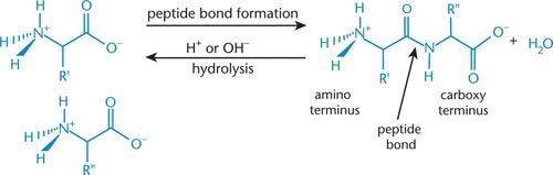 <p>- hydrolytic enzymes (trypsin &amp; chymotrypsin) cleave at certain points in peptide chain<br>- trypsin: cleaves at carboxyl end of Arg &amp; Lys<br>- chymotrypsin: cleaves at carboxyl end of Phe, Trp, Tyr<br>- break amide bond by adding hydrogen atom to amide nitrogen &amp; OH group to carbonyl carbon</p><p></p>