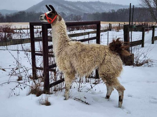 <p>Llama breed: short wooled over most of body, shed yr round, <strong>do not</strong> need to be shorn, no specific colors or patterns, usually bare on face, ears and lower legs</p>
