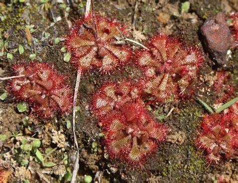 Family: Droseraceae

SN: Drosera brevifolia