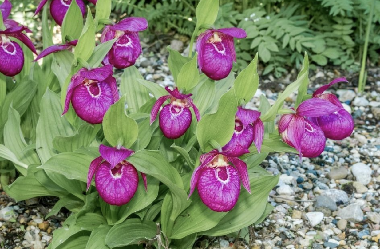 Flower 154