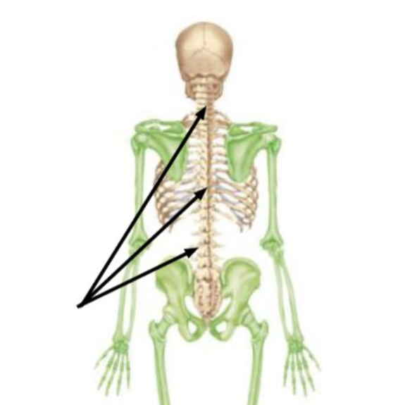 The entire region of the axial skeleton indicated by the arrows on the figure is the 