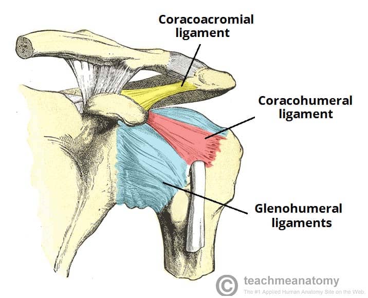 <p>coracoid process to greater and lesser tubercle</p>